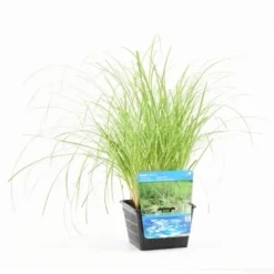 Oeverzegge (Carex Riparia) -Essentie Groen Verkoop carex riparia s e 12610 p18