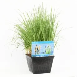 Oeverzegge (Carex Riparia) -Essentie Groen Verkoop carex riparia s m 13630 p28