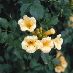 Trompetbloem (Campsis Radicans 'Flava') -Essentie Groen Verkoop carflava 7
