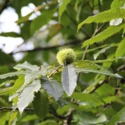 Tamme Kastanje Als Halfstam (Castanea Sativa) -Essentie Groen Verkoop castanea sativa tamme kastanje 9 1