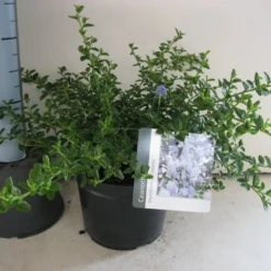 Amerikaanse Sering (Ceanothus Thyrsiflorus 'Repens') -Essentie Groen Verkoop ceanothus thyr. repens c3 sept 1