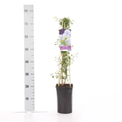 Amerikaanse Sering (Ceanothus Thyrsiflorus 'Repens') -Essentie Groen Verkoop ceanothus thyrsiflorus var. repens