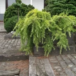 Ceder (Cedrus Deodara 'Golden Horizon') -Essentie Groen Verkoop cedrus deodara golden horizon