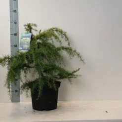 Ceder (Cedrus Deodara 'Golden Horizon') -Essentie Groen Verkoop cedrus deodara golden horizon 40 50 cm c7.5