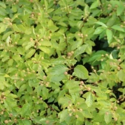 Kogelbloem (Cephalanthus Occidentalis) -Essentie Groen Verkoop cephalanthus occidentalis 1 1