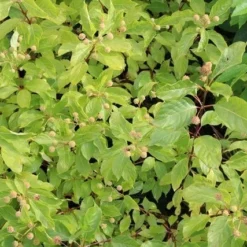 Kogelbloem (Cephalanthus Occidentalis) -Essentie Groen Verkoop cephalanthus occidentalis 2