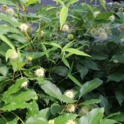 Kogelbloem (Cephalanthus Occidentalis) -Essentie Groen Verkoop cepharanthus occidentalis 1 1