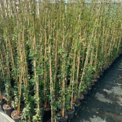 Toscaanse Jasmijn (Trachelospermum Jasminoides 'Winter Ruby') -Essentie Groen Verkoop cf397af1 424c 440f b659 6b33d5eedf60 1