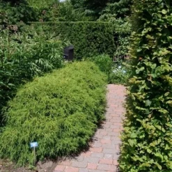 Cypres (Chamaecyparis Pisifera 'Filifera Nana') -Essentie Groen Verkoop chamaecyparis pis. filifera nana