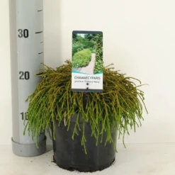 Cypres (Chamaecyparis Pisifera 'Filifera Nana') -Essentie Groen Verkoop chamaecyparis pis. filifera nana c3 m 1