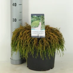 Cypres (Chamaecyparis Pisifera 'Filifera Nana') -Essentie Groen Verkoop chamaecyparis pis. filifera nana c5 m 1