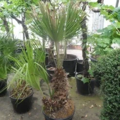 Dwergpalm (Chamaerops Humilis) -Essentie Groen Verkoop chamaerops humilis 100 125 150 c70 1