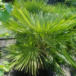 Dwergpalm (Chamaerops Humilis) -Essentie Groen Verkoop chamaerops humilis 100 125 c50