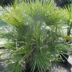 Dwergpalm (Chamaerops Humilis) -Essentie Groen Verkoop chamaerops humilis 125 150 c70