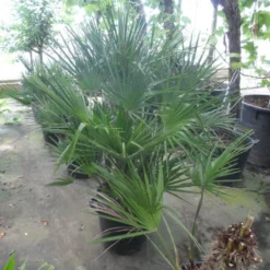 Dwergpalm (Chamaerops Humilis) -Essentie Groen Verkoop chamaerops humilis 80 100 c35