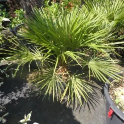 Dwergpalm (Chamaerops Humilis) -Essentie Groen Verkoop chamaerops humilis c10 50 60 80