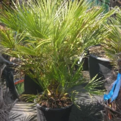 Dwergpalm (Chamaerops Humilis) -Essentie Groen Verkoop chamaerops humilis c20 60 80 1
