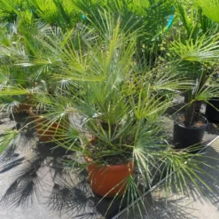 Dwergpalm (Chamaerops Humilis 'Cerifera') -Essentie Groen Verkoop chamaerops humilis cerifera 80 100 c30 1