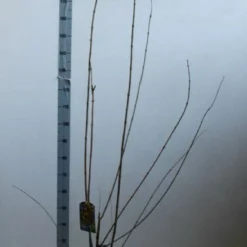 Winterzoet (Chimonanthus Praecox) -Essentie Groen Verkoop chimonanthus praecox 100 125 cm co. 12l kopie