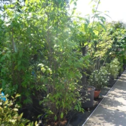 Winterzoet (Chimonanthus Praecox) -Essentie Groen Verkoop chimonanthus praecox 175 200 250 c50