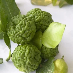 Kaffirlimoen (Citrus Hystrix) -Essentie Groen Verkoop citrus hystrix