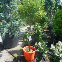 Kumquat (Citrus Kumquat) -Essentie Groen Verkoop citrus japonica kumquat halfstam c50