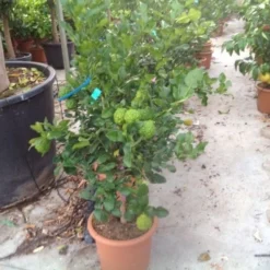 Kaffirlimoen (Citrus Hystrix) -Essentie Groen Verkoop citrushystrix01