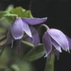 Bosrank (Clematis Alpina) -Essentie Groen Verkoop clalpina 1
