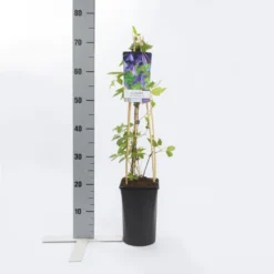 Bosrank (Clematis Alpina 'Helsingborg') -Essentie Groen Verkoop clematis alp. helsingborg 2