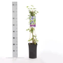 Bosrank (Clematis Alpina) -Essentie Groen Verkoop clematis alpina 1