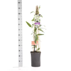 Bosrank, Groenblijvend (Clematis Armandii 'Apple Blossom') -Essentie Groen Verkoop clematis apelblossom 1.00 1.25