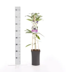 Bosrank, Groenblijvend (Clematis Armandii) -Essentie Groen Verkoop clematis armandii 2