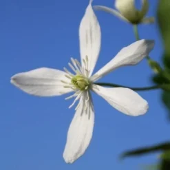 Bosrank, Groenblijvend (Clematis Armandii) -Essentie Groen Verkoop clematis armandii 3 1