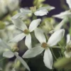 Bosrank, Groenblijvend (Clematis Armandii) -Essentie Groen Verkoop clematis armandii 2 2