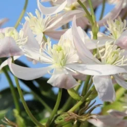 Bosrank, Groenblijvend (Clematis Armandii 'Apple Blossom') -Essentie Groen Verkoop clematis armandii apple blossom 1 3
