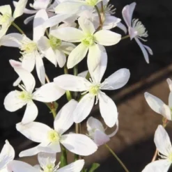 Bosrank, Groenblijvend (Clematis Armandii 'Apple Blossom') -Essentie Groen Verkoop clematis armandii apple blossom 2 1