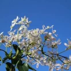 Bosrank, Groenblijvend (Clematis Armandii 'Apple Blossom') -Essentie Groen Verkoop clematis armandii apple blossom 4 1