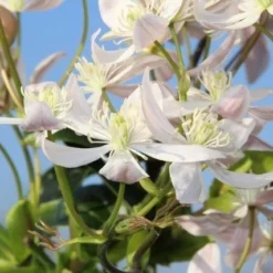 Bosrank, Groenblijvend (Clematis Armandii 'Apple Blossom') -Essentie Groen Verkoop clematis armandii apple blossom 5 2