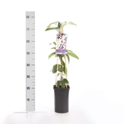 Bosrank, Groenblijvend (Clematis Armandii 'Apple Blossom') -Essentie Groen Verkoop clematis armandii apple blossom 3