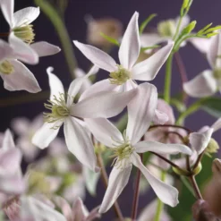 Bosrank, Groenblijvend (Clematis Armandii 'Apple Blossom') -Essentie Groen Verkoop clematis armandii apple blossom 2 2