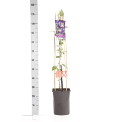Bosrank (Clematis 'Blue Pirouette') -Essentie Groen Verkoop clematis blue pirouette pbr 1.00 1.25 1