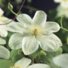 Bosrank (Clematis 'Guernsey Cream') -Essentie Groen Verkoop clematis guernsey cream 2