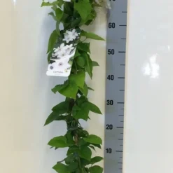 Bosrank (Clematis 'Henryi') -Essentie Groen Verkoop clematis henryi 80 100 c2