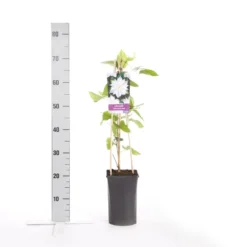 Bosrank (Clematis 'Jackmanii Alba') -Essentie Groen Verkoop clematis jackmanii alba
