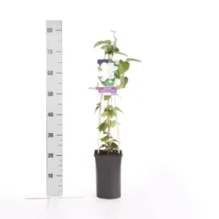Bosrank (Clematis 'Madame Le Coultre') -Essentie Groen Verkoop clematis madame le coultre