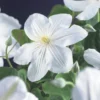 Bosrank (Clematis 'Madame Le Coultre') -Essentie Groen Verkoop clematis madame le coultre 2