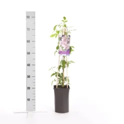 Bosrank (Clematis Montana 'Broughton Star') -Essentie Groen Verkoop clematis montana broughton s.