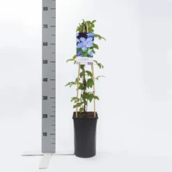 Bosrank (Clematis 'Mrs Cholmondeley') -Essentie Groen Verkoop clematis mrs. cholmondeley