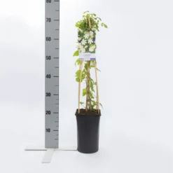 Bosrank (Clematis 'Paul Farges') -Essentie Groen Verkoop clematis paul farges 2