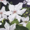 Bosrank (Clematis 'Snow Queen') -Essentie Groen Verkoop clematis snow queen 2 1